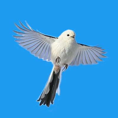 Phoenix_Wizard
